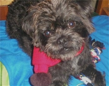 Close up front view - A scruffy looking black with brown Pushon dog wearing a red scarf laying on a bed that is covered with a blue blanket. There is a rope toy under the dog.