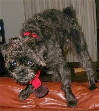 Close up front side view - A black with brown Pushon dog is wearing a red scarf standing on the back of a couch with its head down low and its tail even with its back.