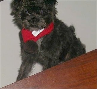 Close up front view - A scruffy looking, black with brown Pushon dog is wearing a red scarf sitting on a carpet in front of a wooden table.