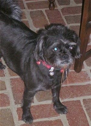 Front side view - The upper half of a scruffy-looking, black with white Pushon dog standing on a red brick surface next to a wooden table.