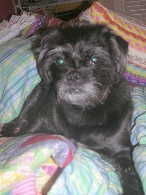 Close up front view - A scruffy-looking, black Pushon dog laying on a bed covered in colorful blankets and pillows looking forward. It has a small amount of gray coloring around its mouth.
