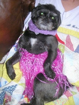 A black with white Pushon dog is wearing a pink hula skirt laying belly-out against a person's chest.
