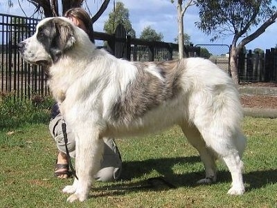 Left Profile - A very large white with grey Pyrenean Mastiff dog that is standing on grass and there is a person kneeling behind it.