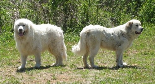 Two Great Pyrenees are standing back to back in grass with a line of trees behind them.