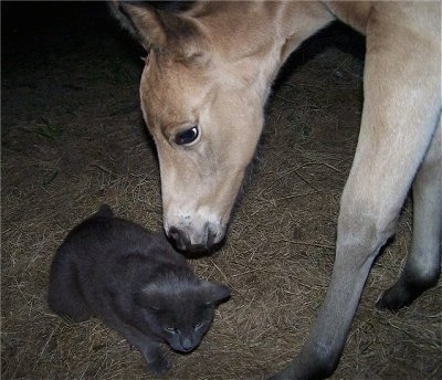 Close up - A tan with white Quarter Horse colt ais sniffing the back of a gray barn cat.