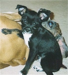 A black with white Rattle Griffon puppy is sitting on a carpet and looking forward. It has its left front paw on the back of a tan Boxer dog that is laying behind it. Its ears are up but folded over at the tips.