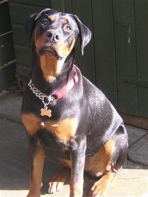 View from the front - A shiny-coated, black with brown Doberman Pinscher/Rottweiler is sitting outside on concrete in front of a green wall