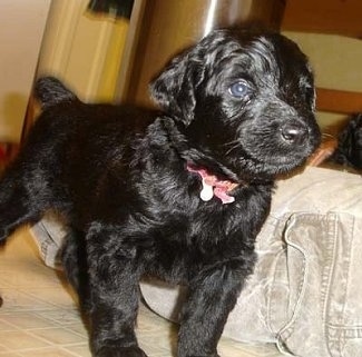 Close up front side view - A black Rottle puppy is standing on a tiled floor and it is looking to the right.