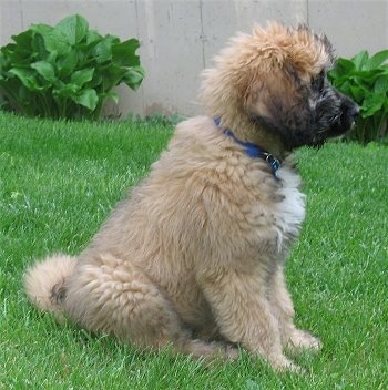 Right Profile - A fluffy, thick coated, tan with white and black Saint Berdoodle puppy is sitting in grass and it is looking to the right.