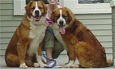 Two brown with white Saint Berners are sitting on a porch in front of a green house. There is a person kneeling behind them. The dogs are looking forward and they are panting.