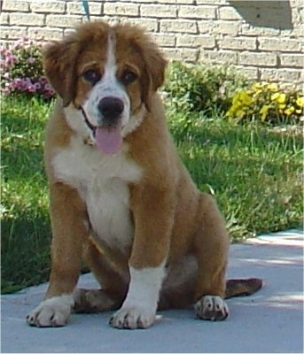 Front view - A brown with white Saint Berner puppy is sitting on a walkway and it is looking forward, its mouth is open and its tongue is out. The dog has longer fluffy hair on its head.