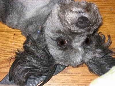 Close up - A bearded grey with white and black Schapso is laying belly up and it is looking up. It has longer fringe hair on its ears that are out to the sides. The dogs head is on a gray flip flop shoe.