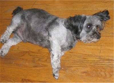 A fat grey with white and black Schapso dog is laying on its left side on a hardwood floor looking to the right.