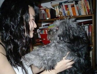 A fluffy, thick, wavy-coated grey with black and white Schapso dog is being held in the air by a person. They are looking at each other face to face.