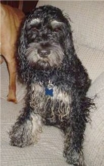 Front view - A wet, wavy-coated, black with white Schnocker dog is sitting on a couch next to another dog.