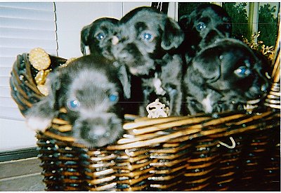 A litter of small black with white Schnocker puppies inside of a brown wicker basket.