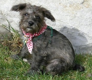 The left side of a black and grey Schnoodle dog that is sitting in grass and in front of a stone wall. It is wearing a red and white bandana and it is looking forward. Its ears have lots of hair on them and stick out to the sides.