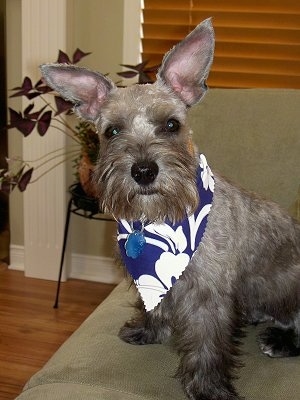 Front side view - a tan with black Miniature Schnoodle is sitting on a couch and it is looking forward. It is wearing a blue and white bandana. Its coat is shaved with longer hair on its snout and it has very large perk ears. Its nose is black.