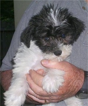 Front view - A black and white Schnoodle puppy is being held under a persons arm. The puppy is looking down. It has a white body and black on its head.