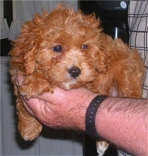 Close up front view - A wavy-coated, red with white Schnoodle puppy is laying in the hand of a person.