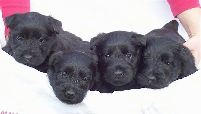 A litter of black Scottish Terriers are laying in a white towel that a person is holding. The puppies eyes are open.