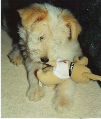 Front view - A fluffy blonde Sheltidoodle puppy is laying on a carpet and it is chewing on a plush dog doll.