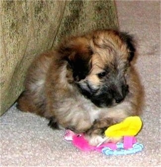 A soft coated, brown with black Sheltidoodle puppy is laying on a carpet and it is looking down at a toy in front of it.