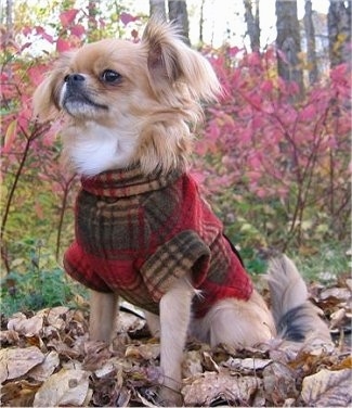 A tan with white ShiChi dog is wearing a plaid jacket, it is sitting on a floor covered in leaves, it is looking up and to the left. It has long fringe hair on its ears and neck.