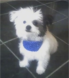 Close up - A white with black ShiChi puppy is wearing a blue bandana, it is sitting on a black tiled floor, it is looking up and to the left.