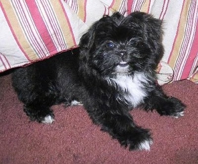 The right side of a black with white Shiranian puppy that is laying across a red carpet and it is looking forward. It has fluffy hair, a black coat with white on its chest and white on the tips of its paws, a black nose and an underbite that shows its bottom row of white teeth.