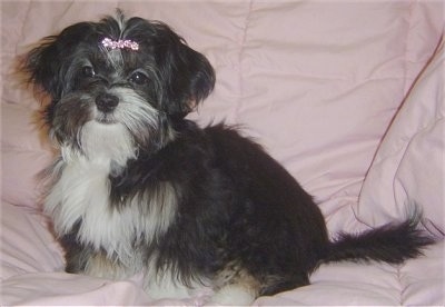 The left side of a longhaired black with white and tan Shih Apso dog that has a pink ribbon in its hair. It is looking forward.
