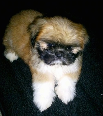 A soft looking, fluffy brown with white and black Shinese puppy is laying on a black cloth and it is looking forward.