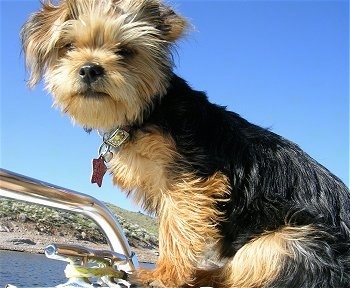 Close up - The left side of a fuzzy little black and tan Shorkie Tzu puppy sitting on a boat and it is looking down and forward. Its body is tan with a saddle black pattern. Its nose is black.