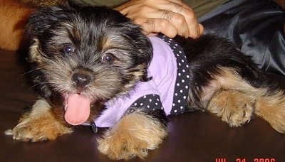 Side view - A happy little fluffy black and tan Shorkie Tzu puppy laying across a brown leather surface wearing a light purple shirt with a black and white Polkadot border, its mouth is open, its tongue is out and its head is slightly tilted to the right.