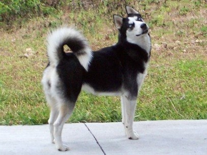 The right side of a black and white Siberian Husky that is standing across a concrete sidewalk. It is looking forward and its head is tilted to the left. The dog's tail us curled up over its back and it has blue eyes.