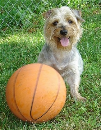 A grey and tan Silky Terrier dog is sitting in grass in front of a basketball. It is looking forward, its mouth is open and its tongue is sticking out. Its nose and eyes are black.