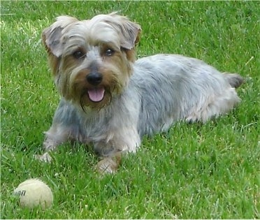 Front side view - A soft looking, grey and tan Silky Terrier is laying across a grass surface and there is a tennis ball across from it, its mouth is open and its tongue is sticking out. Its small ears are folded over to the front.