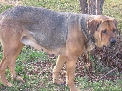 The right side of an extra large breed, black and tan Spanish Mastiff dog standing across a grass surface looking to the right. It has extra skin on its head and ears that fold down.
