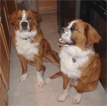 Two brown with white Saint Berner dogs are sitting on a tiled floor.