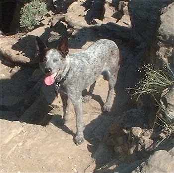 Top down view of a gray and white with brown Australian Stumpy Tail Cattle Dog that is standing on a rock structure. It is looking up, its mouth is open and its big pink tongue is sticking out. Its eyes are squinted in the sun.