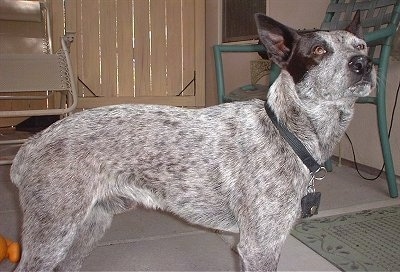 Side view - A gray and white with brown Australian Stumpy Tail Cattle Dog is standing across a concrete surface looking forward and up. The dog has black perk ears and a black nose. Its body is gray speckled.