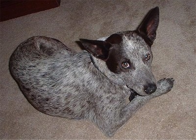 Top down view of a gray and white with brown Australian Stumpy Tail Cattle Dog that is laying across a carpeted surface and it is looking up. Its perk ears are set wide apart. It has large round eyes.