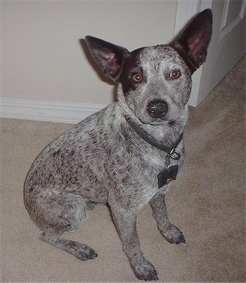 The front left side of a gray and white with brown Australian Stumpy Tail Cattle Dog that is sitting on a carpeted surface. It is looking up and forward. It has large perk ears that are set wide apart and a large black nose.