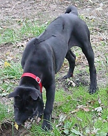 The front left side of a black Thai Ridgeback dog that is standing in patchy grass sniffing the ground. Some of the hair on its back goes in the opposite direction making lines in the dog's back. It has a short coat and perk ears.