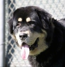 Close up head shot - A black and tan Tibetan Mastiff is looking forward, its mouth is open and its tongue is sticking out. There is a chainlink fence behind it.
