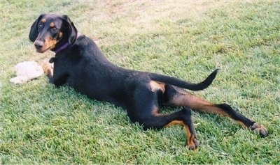 The back left side of a black with tan Transylvania Hound dog laying out across grass and there is a rope toy in front of it.