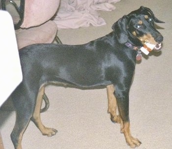 The right side of a large black with tan Transylvanian Hound dog standing across a carpeted surface, it has a dog chew in its mouth and it is looking forward.