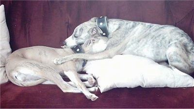 Two brindle Whippets are sleeping face to face on top of a pillow and on top of a red blanket.