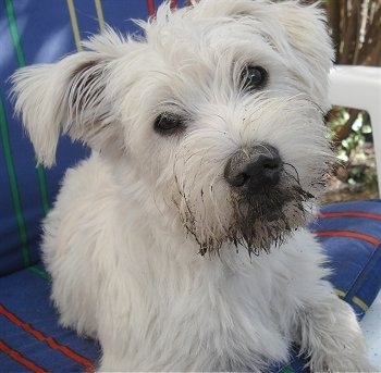Close up - A white Wauzer dog is laying on a plastic chair and its head is tilted to the left. The dog has mud on the front of its snout and on its nose and round dark eyes.