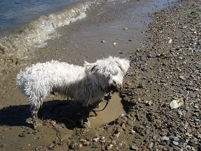 The right side of a muddy white Wauzer dog that is standing in muddy water at a beach. There is a small wave behind the dog.